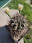 Preview: Gymnocalycium gibbosum